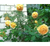 Троянда плетиста "Голден Селебрейшн" (Rose Golden Celebration ) 